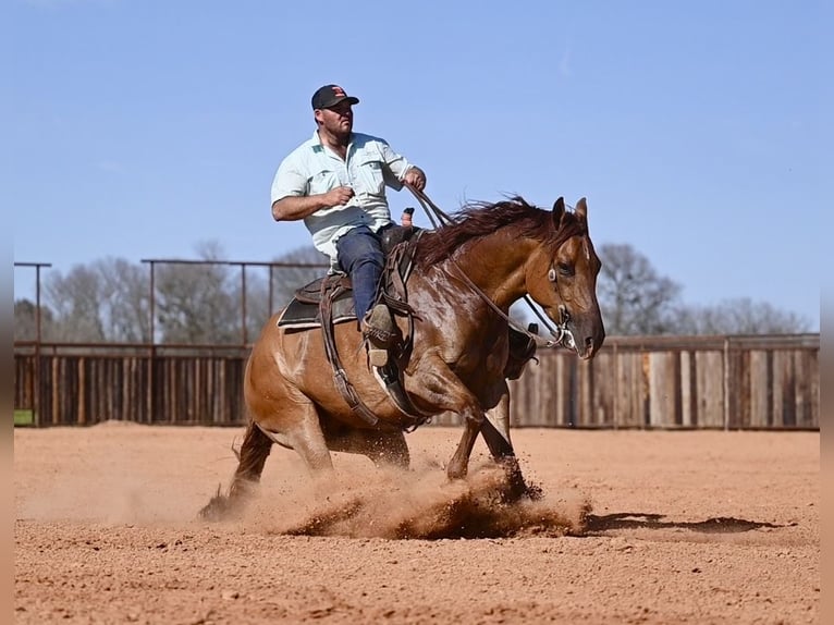 American Quarter Horse Castrone 4 Anni 157 cm Red dun in Waco, TX