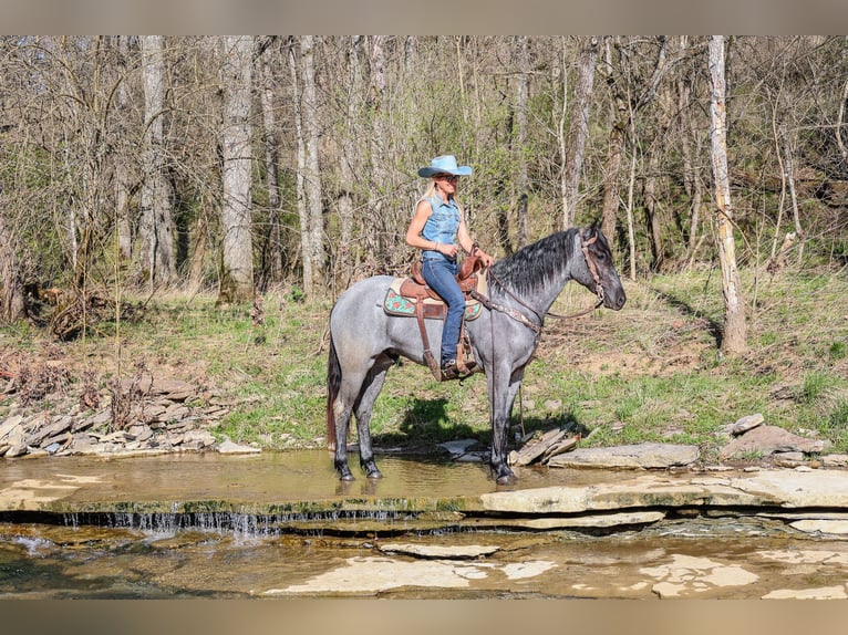 American Quarter Horse Castrone 4 Anni 157 cm Roano blu in FLEMINGSBURG, KY