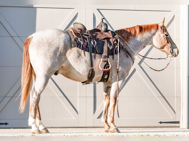 American Quarter Horse Castrone 4 Anni 157 cm Roano rosso in Sullivan