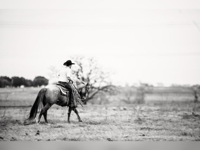 American Quarter Horse Castrone 4 Anni 157 cm Roano rosso in Normangee