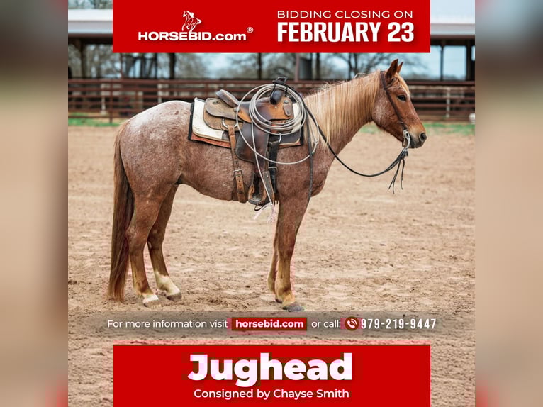 American Quarter Horse Castrone 4 Anni 157 cm Roano rosso in Normangee