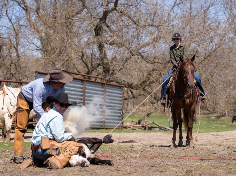 American Quarter Horse Castrone 4 Anni 157 cm Sauro ciliegia in Nevis, MN