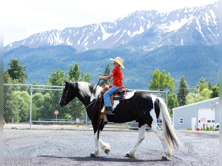 American Quarter Horse Castrone 4 Anni 157 cm Tobiano-tutti i colori in Caldwell ID