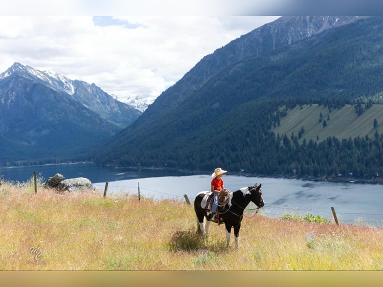 American Quarter Horse Castrone 4 Anni 157 cm Tobiano-tutti i colori in Caldwell ID