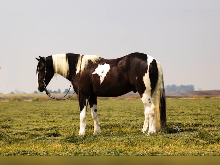 American Quarter Horse Castrone 4 Anni 157 cm Tobiano-tutti i colori in Caldwell ID