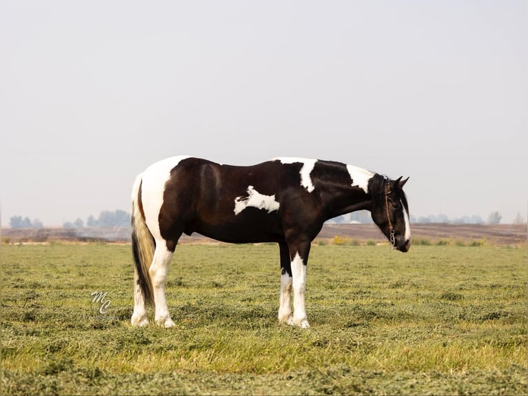 American Quarter Horse Castrone 4 Anni 157 cm Tobiano-tutti i colori in Caldwell ID