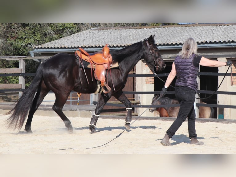American Quarter Horse Castrone 4 Anni 158 cm Morello in Müglitztal