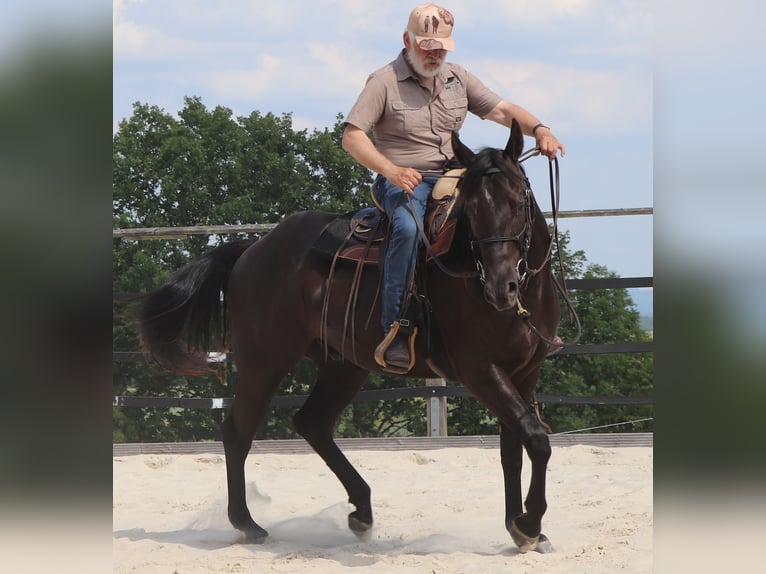 American Quarter Horse Castrone 4 Anni 158 cm Morello in Müglitztal