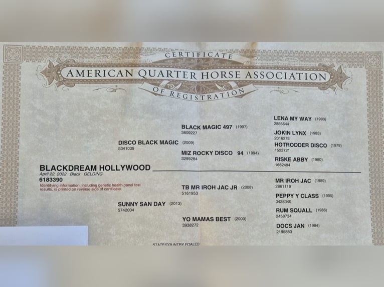 American Quarter Horse Castrone 4 Anni 158 cm Morello in Müglitztal