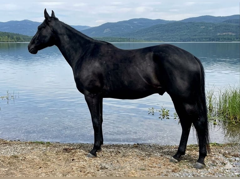 American Quarter Horse Castrone 4 Anni 158 cm Morello in Müglitztal