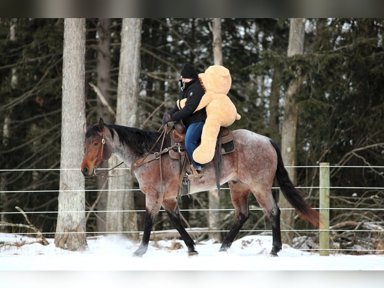 American Quarter Horse Castrone 4 Anni 160 cm Baio roano in Clarion, PA