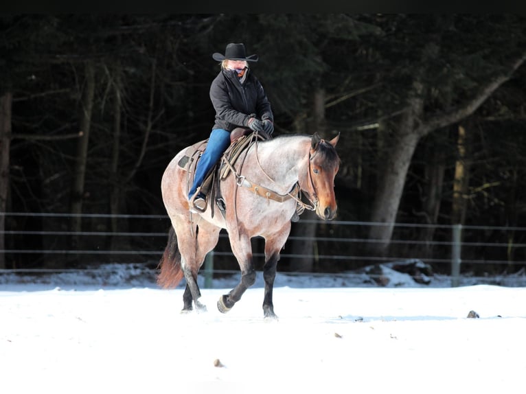 American Quarter Horse Castrone 4 Anni 160 cm Baio roano in Clarion, PA