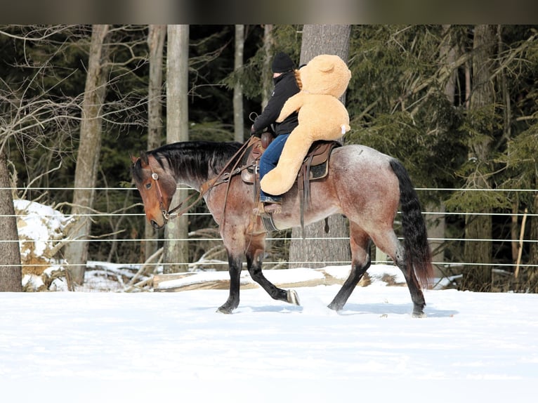 American Quarter Horse Castrone 4 Anni 160 cm Baio roano in Clarion, PA