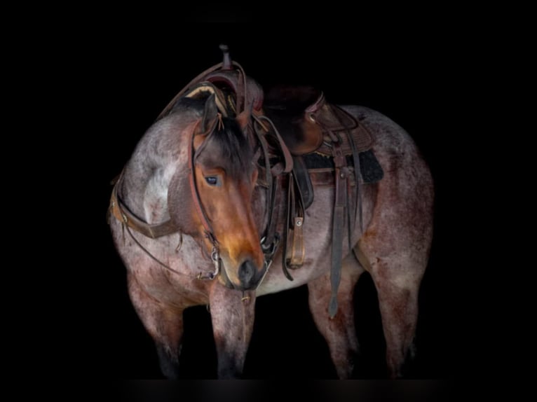 American Quarter Horse Castrone 4 Anni 160 cm Baio roano in Clarion, PA