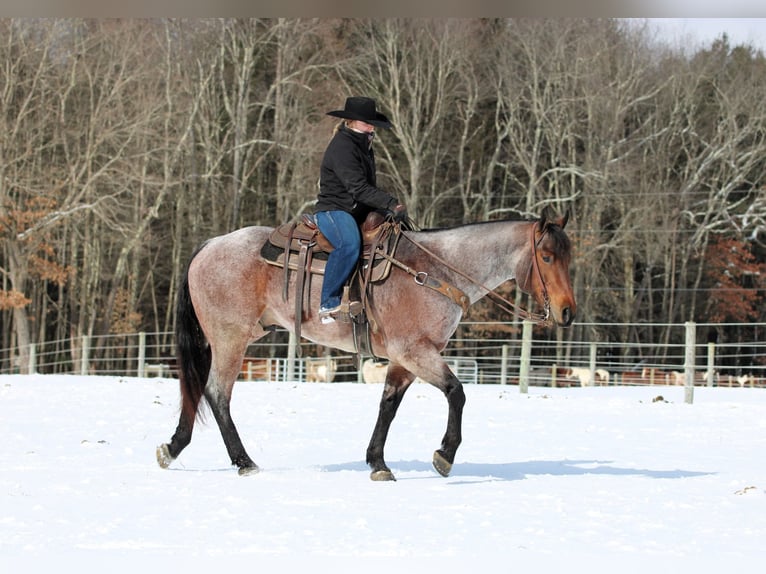 American Quarter Horse Castrone 4 Anni 160 cm Baio roano in Clarion, PA