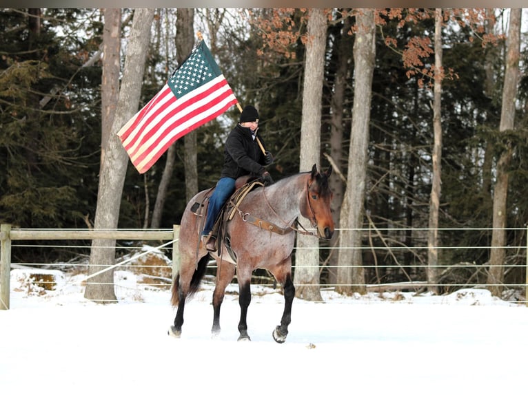 American Quarter Horse Castrone 4 Anni 160 cm Baio roano in Clarion, PA