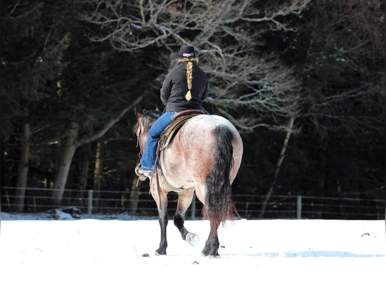 American Quarter Horse Castrone 4 Anni 160 cm Baio roano in Clarion, PA