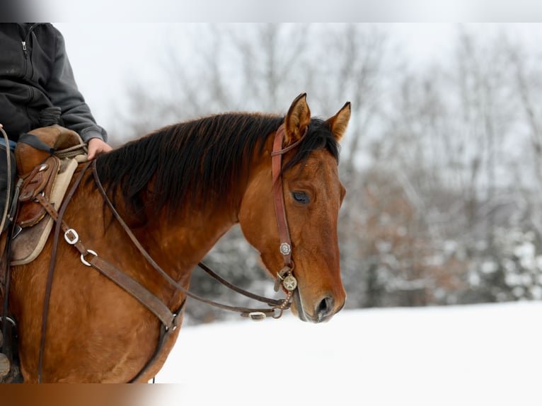 American Quarter Horse Castrone 4 Anni 160 cm Falbo in Crab Orchard