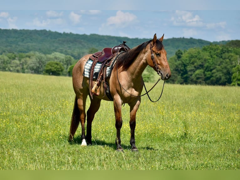 American Quarter Horse Castrone 4 Anni 160 cm Falbo in Somerset