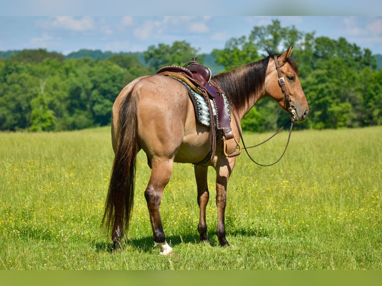 American Quarter Horse Castrone 4 Anni 160 cm Falbo in Somerset