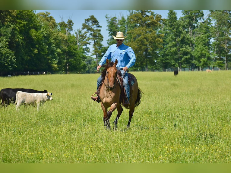 American Quarter Horse Castrone 4 Anni 160 cm Falbo in Somerset