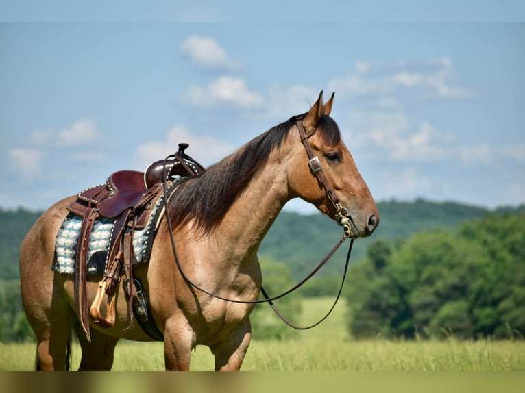 American Quarter Horse Castrone 4 Anni 160 cm Falbo in Somerset