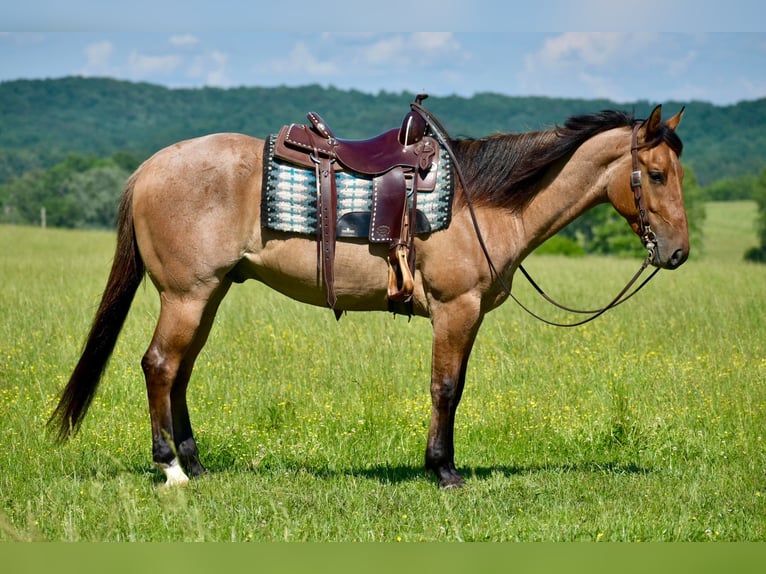 American Quarter Horse Castrone 4 Anni 160 cm Falbo in Somerset