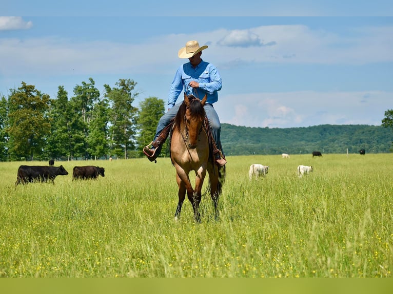 American Quarter Horse Castrone 4 Anni 160 cm Falbo in Somerset