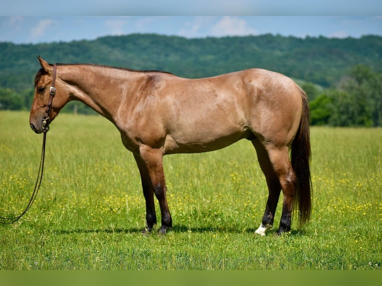 American Quarter Horse Castrone 4 Anni 160 cm Falbo in Somerset