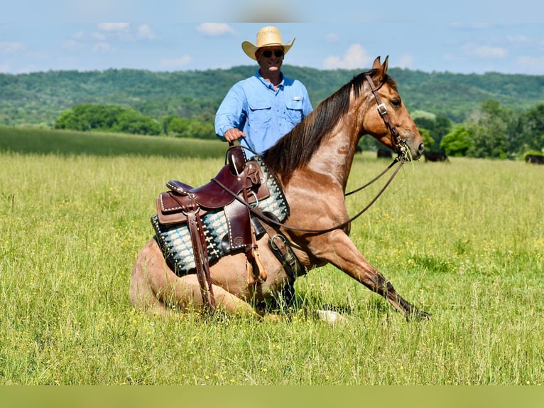 American Quarter Horse Castrone 4 Anni 160 cm Falbo in Somerset