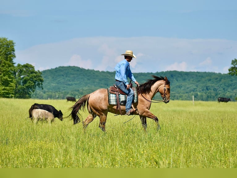 American Quarter Horse Castrone 4 Anni 160 cm Falbo in Somerset