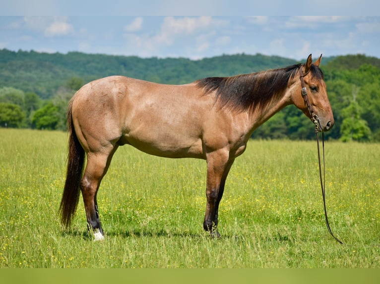 American Quarter Horse Castrone 4 Anni 160 cm Falbo in Somerset