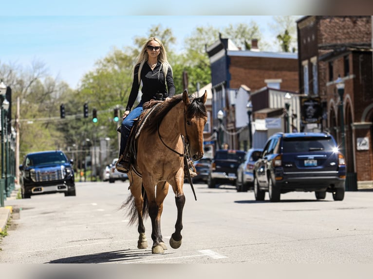 American Quarter Horse Castrone 4 Anni 160 cm Falbo in Somerset