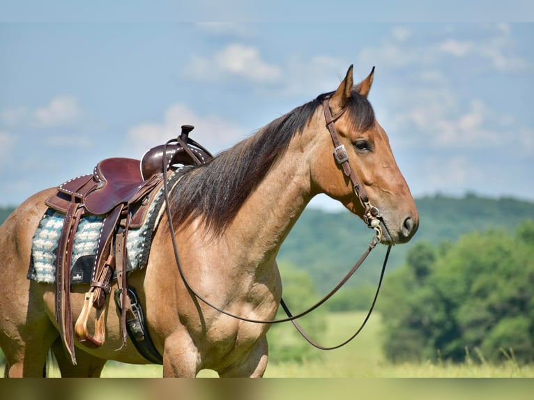 American Quarter Horse Castrone 4 Anni 160 cm Falbo in Somerset
