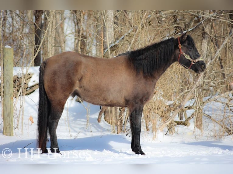 American Quarter Horse Castrone 4 Anni 160 cm Grullo in FLEMINGSBURG, KY