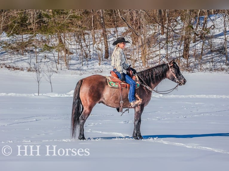 American Quarter Horse Castrone 4 Anni 160 cm Grullo in FLEMINGSBURG, KY