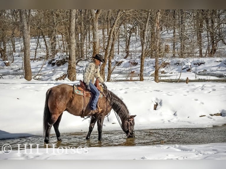 American Quarter Horse Castrone 4 Anni 160 cm Grullo in FLEMINGSBURG, KY