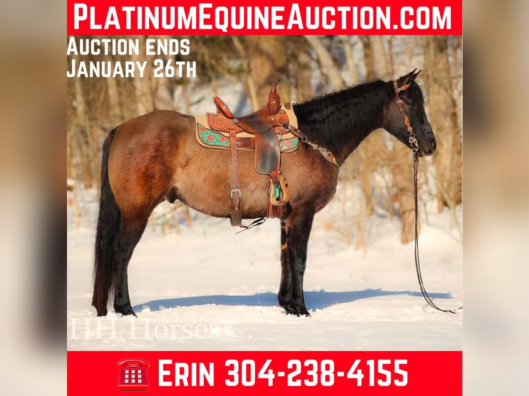 American Quarter Horse Castrone 4 Anni 160 cm Grullo in FLEMINGSBURG, KY