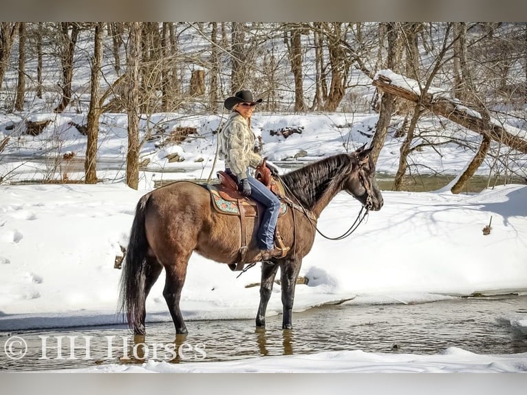 American Quarter Horse Castrone 4 Anni 160 cm Grullo in FLEMINGSBURG, KY