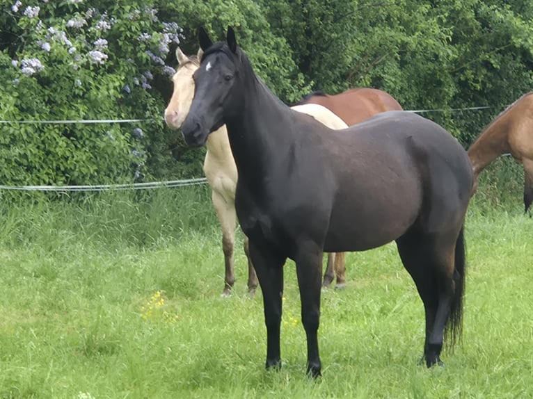 American Quarter Horse Castrone 4 Anni 160 cm Morello in Müglitztal