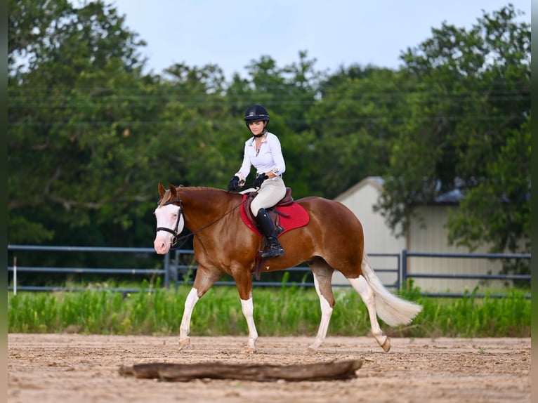 American Quarter Horse Castrone 4 Anni 160 cm Sauro ciliegia in Waco, TX