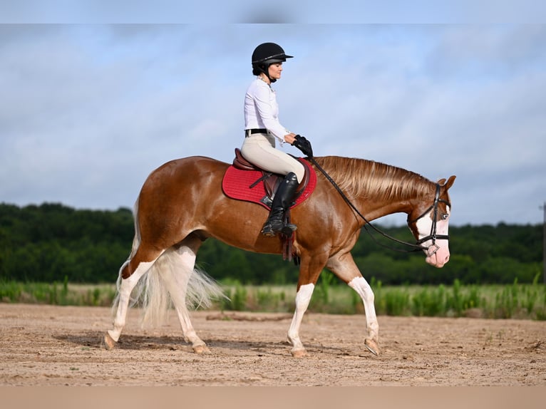 American Quarter Horse Castrone 4 Anni 160 cm Sauro ciliegia in Waco, TX