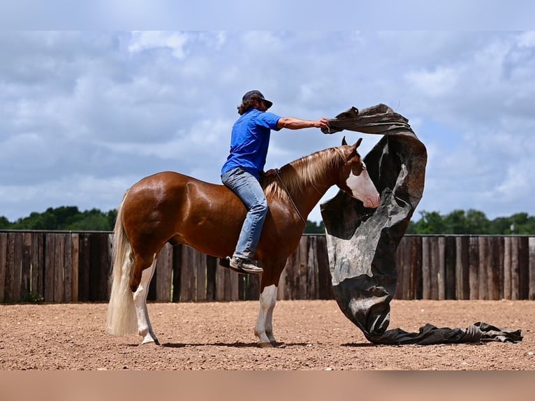 American Quarter Horse Castrone 4 Anni 160 cm Sauro ciliegia in Waco, TX