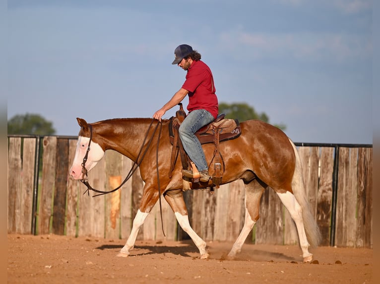 American Quarter Horse Castrone 4 Anni 160 cm Sauro ciliegia in Waco, TX