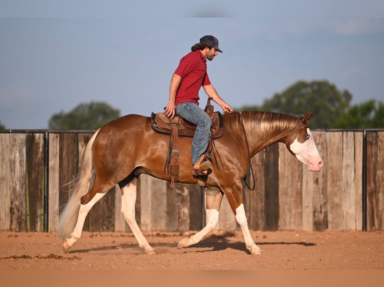 American Quarter Horse Castrone 4 Anni 160 cm Sauro ciliegia in Waco, TX