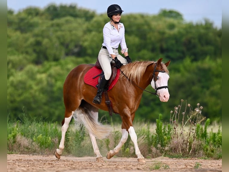 American Quarter Horse Castrone 4 Anni 160 cm Sauro ciliegia in Waco, TX