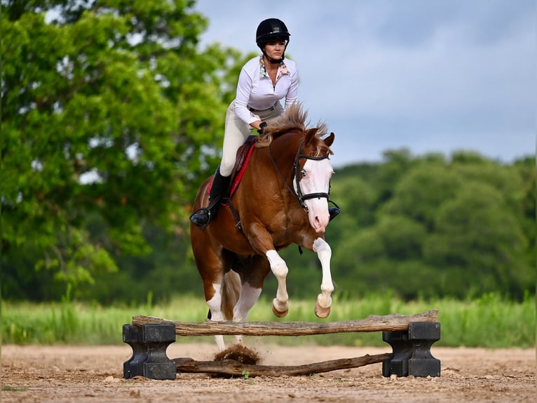 American Quarter Horse Castrone 4 Anni 160 cm Sauro ciliegia in Waco, TX