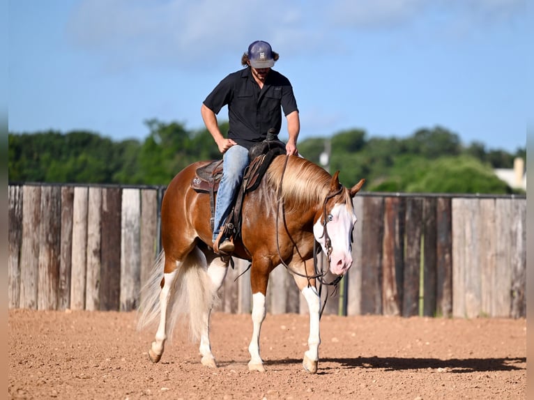 American Quarter Horse Castrone 4 Anni 160 cm Sauro ciliegia in Waco, TX