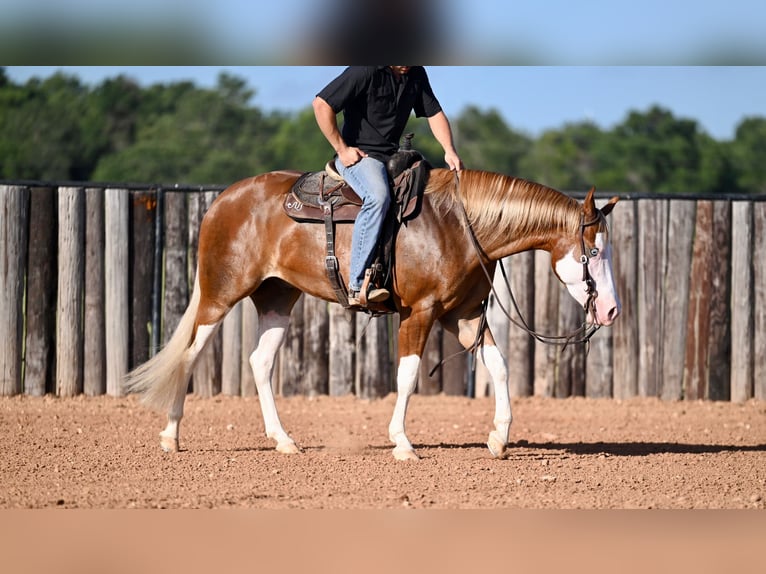 American Quarter Horse Castrone 4 Anni 160 cm Sauro ciliegia in Waco, TX