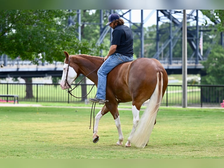 American Quarter Horse Castrone 4 Anni 160 cm Sauro ciliegia in Waco, TX